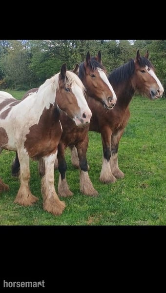 "N/a" Bay Gelding Cob/Heavy Horse