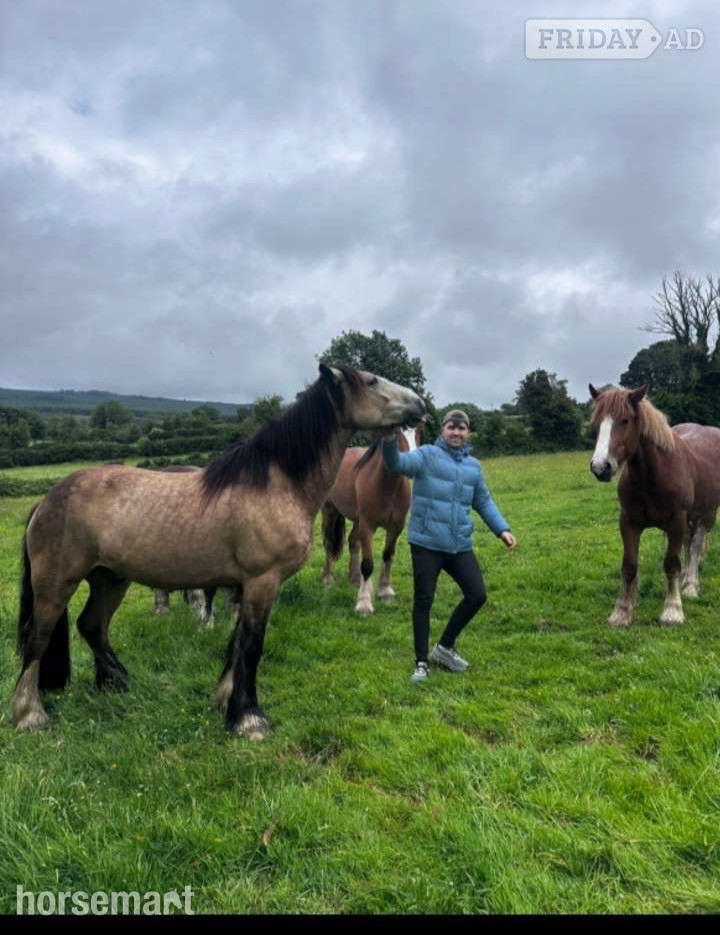 "N/a" Bay Gelding Cob/Heavy Horse - Horses in Abbeyleix