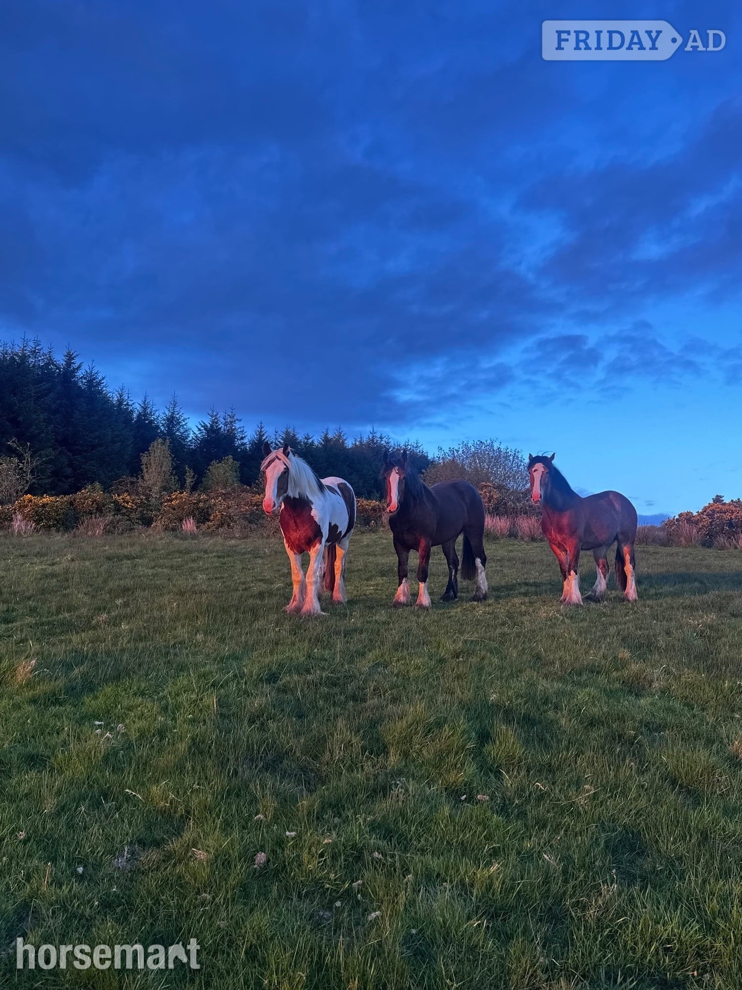 "N/a" Bay Gelding Cob/Heavy Horse