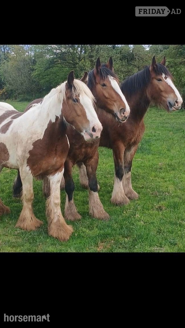"N/a" Bay Gelding Cob/Heavy Horse in Abbeyleix