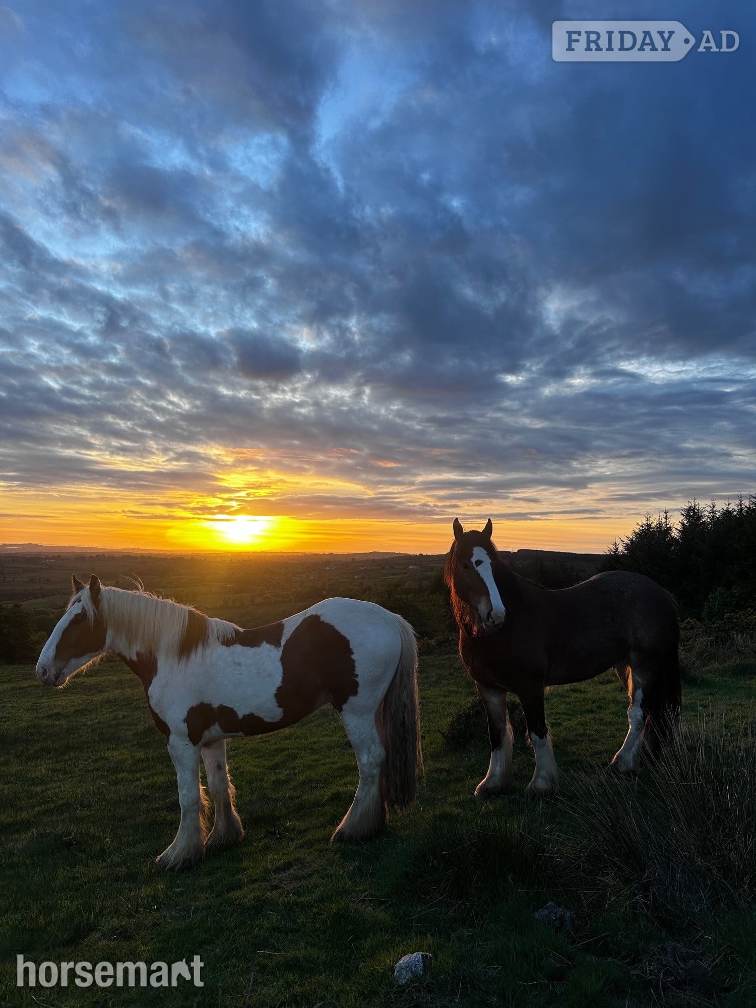 Abbeyleix "N/a" Bay Gelding Cob/Heavy Horse