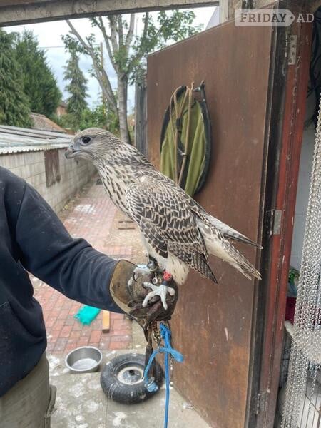 2025 Imprint Male Pure Gyr in Tamworth