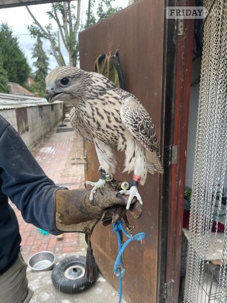 Tamworth 2025 Imprint Male Pure Gyr