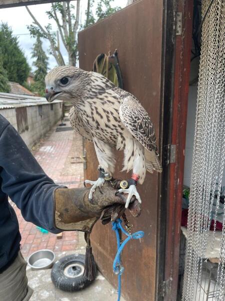 Tamworth 2025 Imprint Male Pure Gyr