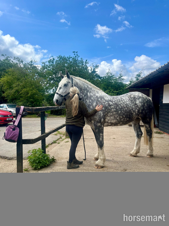 "Fern" Dapple Grey Mare Cob/Heavy Horse
