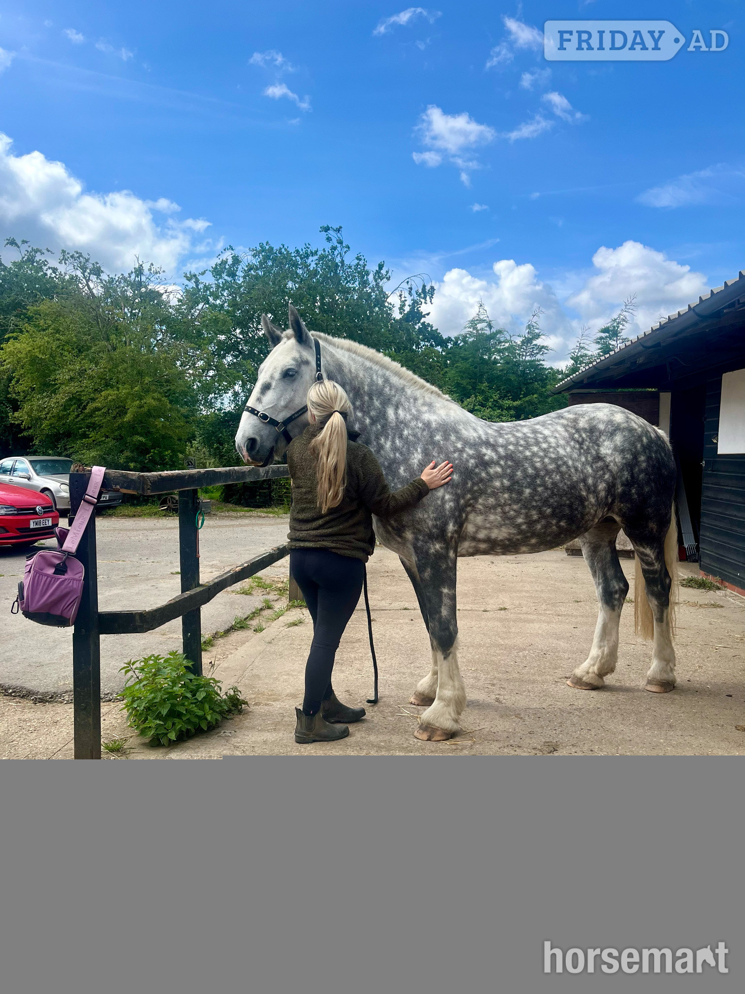 "Fern" Dapple Grey Mare Cob/Heavy Horse in Tendring
