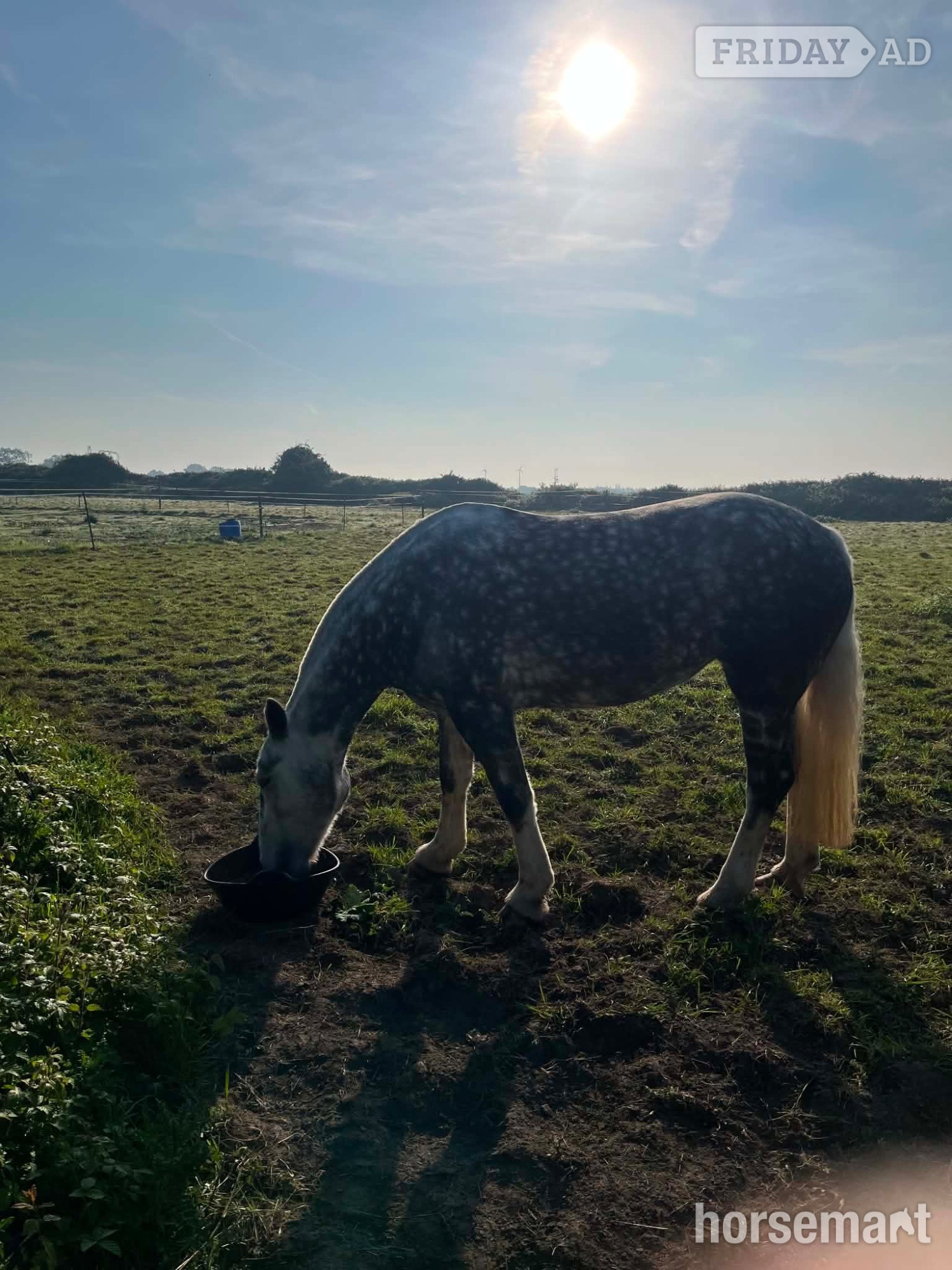 "Fern" Dapple Grey Mare Cob/Heavy Horse