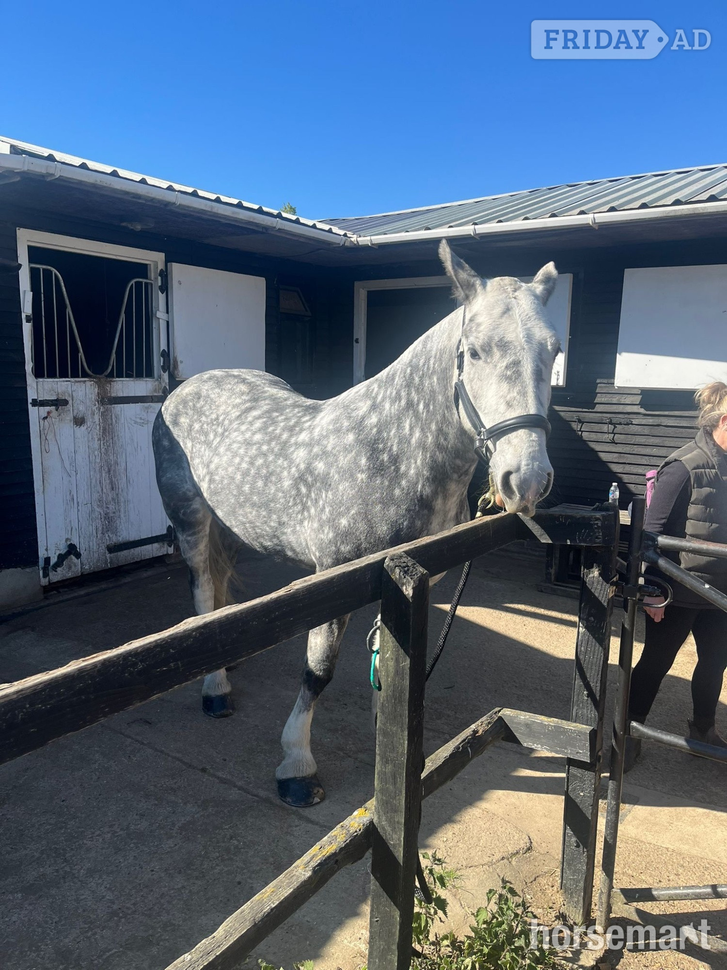 Tendring "Fern" Dapple Grey Mare Cob/Heavy Horse