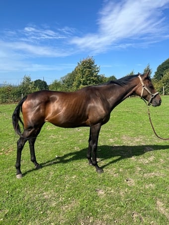 "Aojana" Bay Mare Project Horse