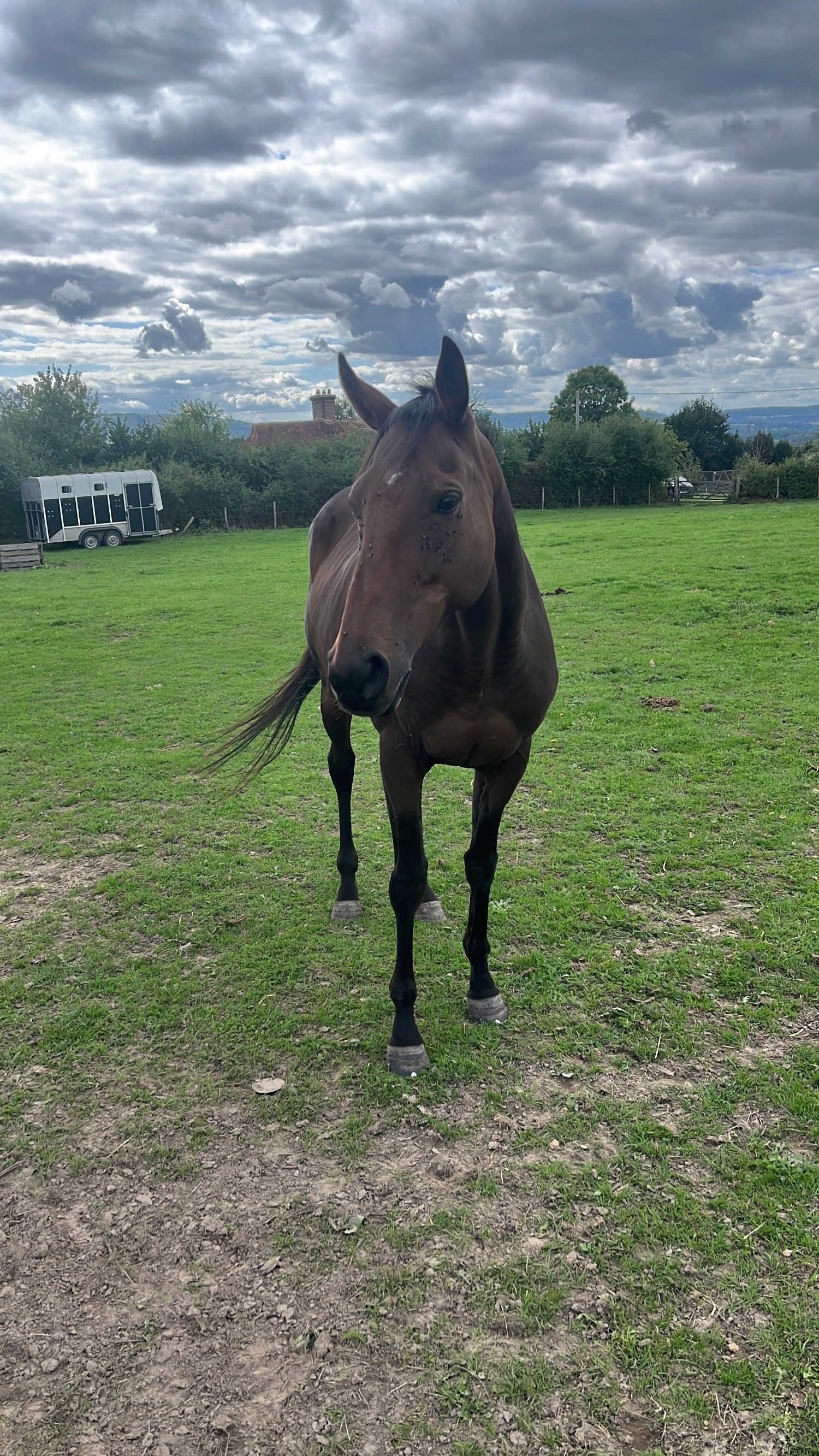 "Aojana" Bay Mare Project Horse