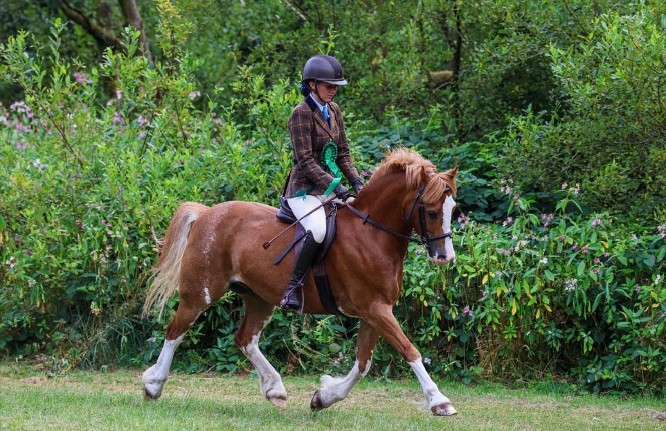 Rochdale "PRINCE HARRY" Chestnut Gelding All Rounder