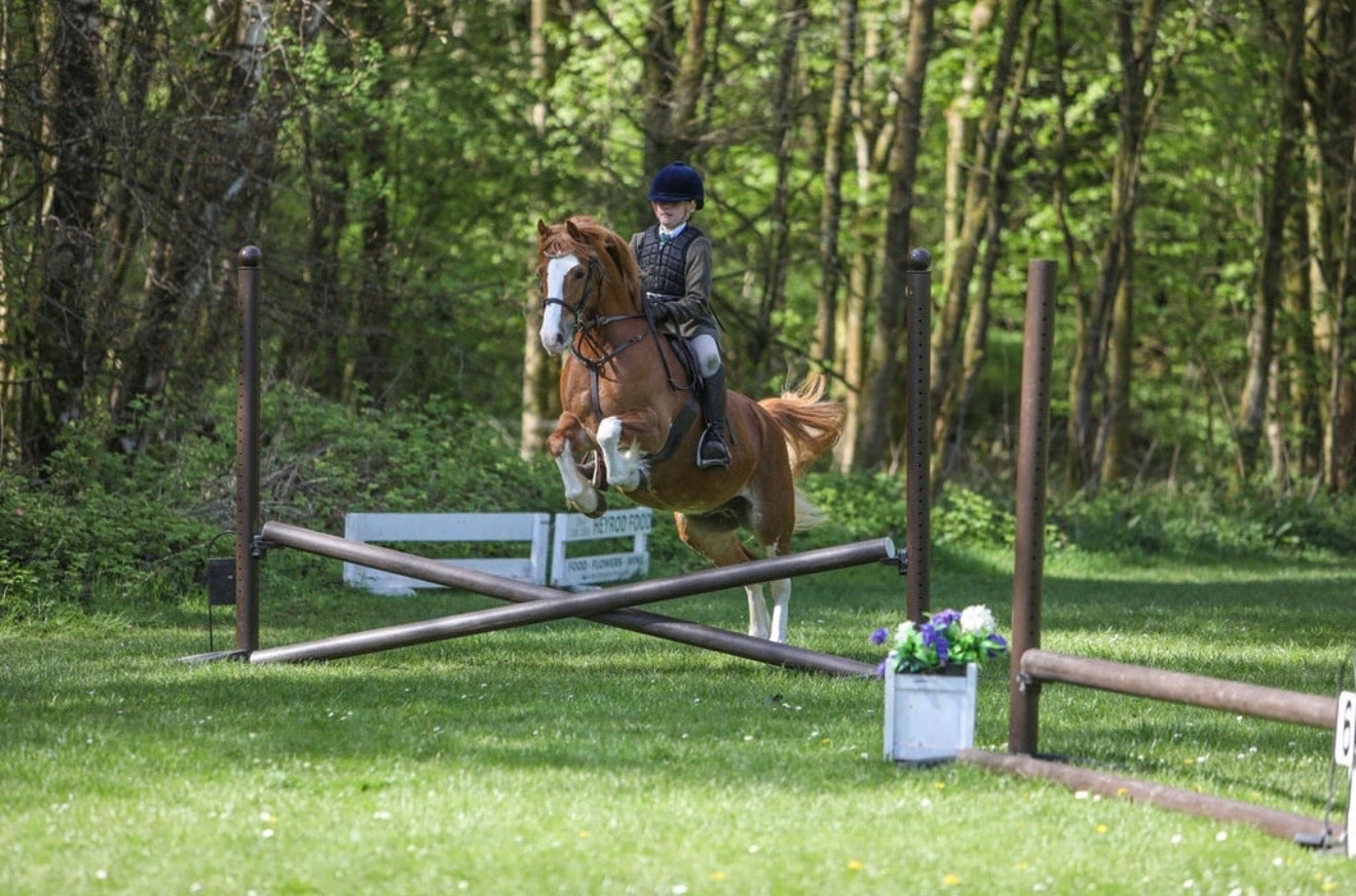 "PRINCE HARRY" Chestnut Gelding All Rounder - Horses