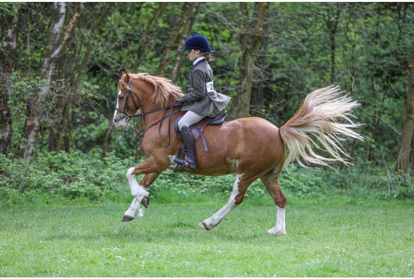 "PRINCE HARRY" Chestnut Gelding All Rounder - Horses in Rochdale