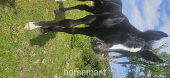 "Rossi" Grey Colt Youngstock / Foal