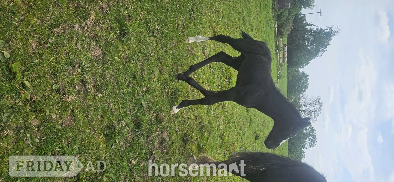 "Rossi" Grey Colt Youngstock / Foal - Horses in Carmarthen