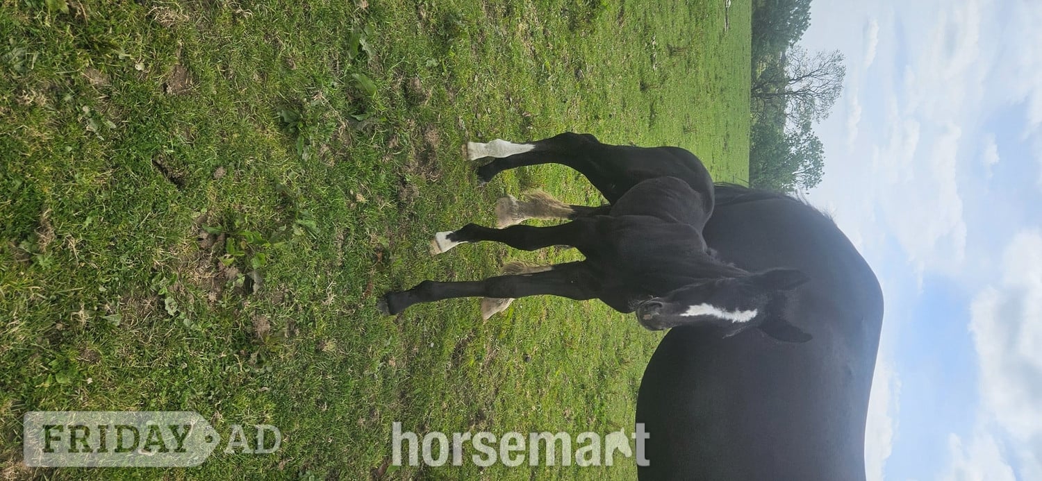 Carmarthen "Rossi" Grey Colt Youngstock / Foal