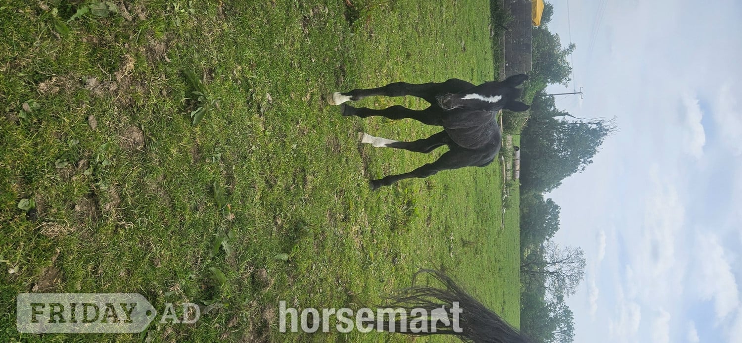 "Rossi" Grey Colt Youngstock / Foal - Horses