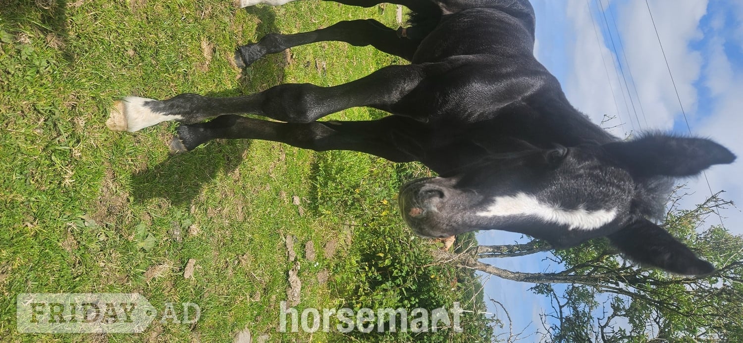 "Rossi" Grey Colt Youngstock / Foal in Carmarthen