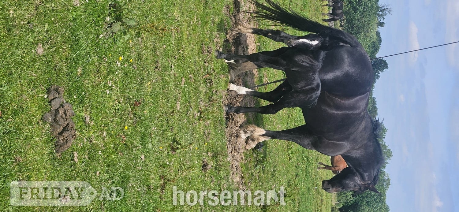 "Rossi" Grey Colt Youngstock / Foal