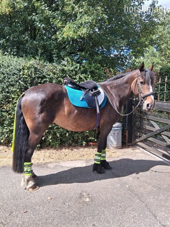 "Lulu" Bay Mare All Rounder