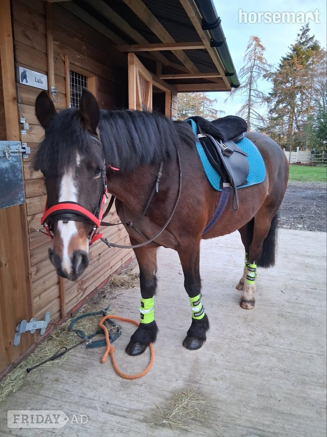 "Lulu" Bay Mare All Rounder