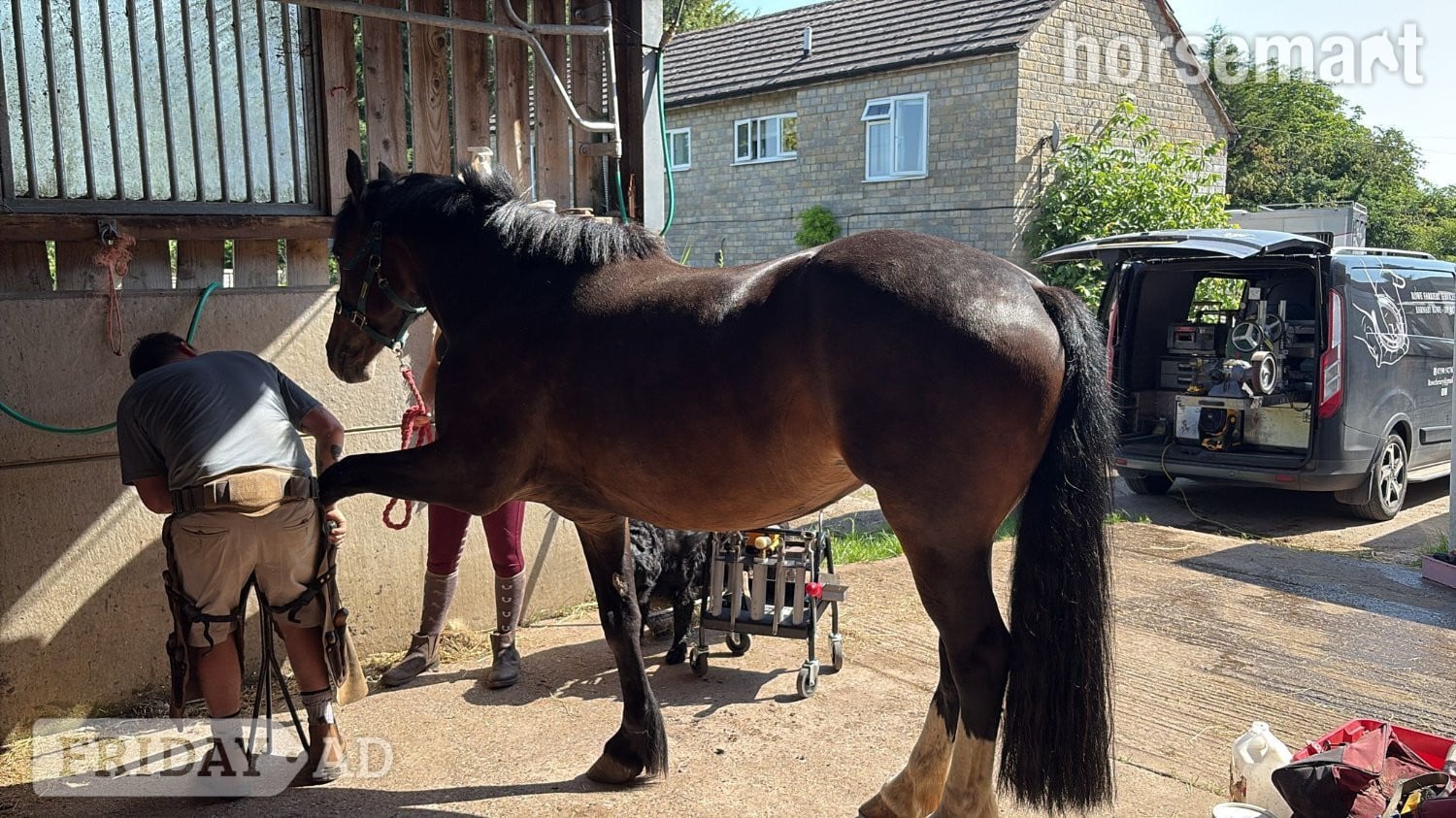 "Lulu" Bay Mare All Rounder - Horses in Hartlebury