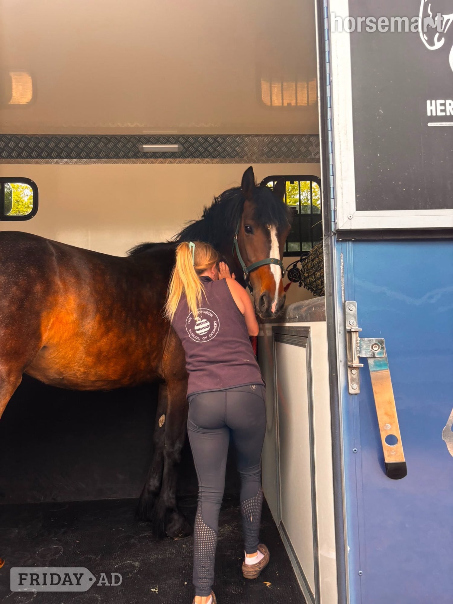 "Lulu" Bay Mare All Rounder - Horses