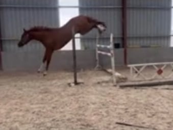 "Ricky " Chestnut Gelding Young Sport Horse