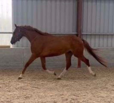 "Ricky " Chestnut Gelding Young Sport Horse
