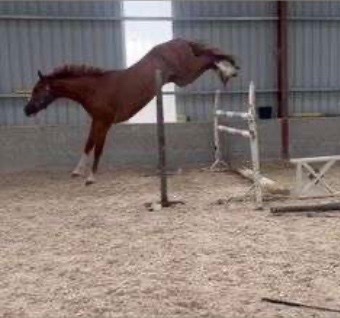 Newbury "Ricky " Chestnut Gelding Young Sport Horse