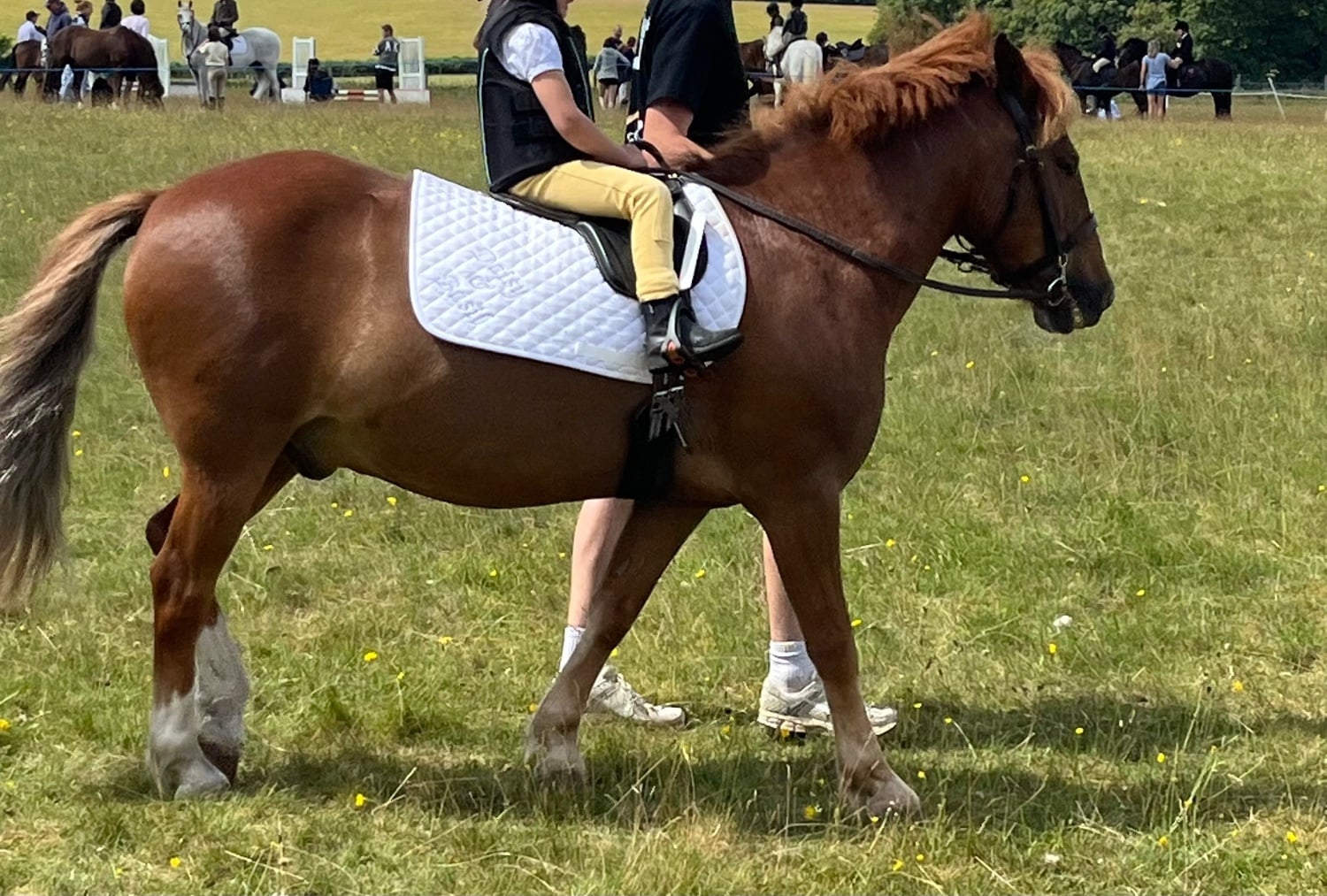 "Basil " Chestnut Gelding Pony Club Pony