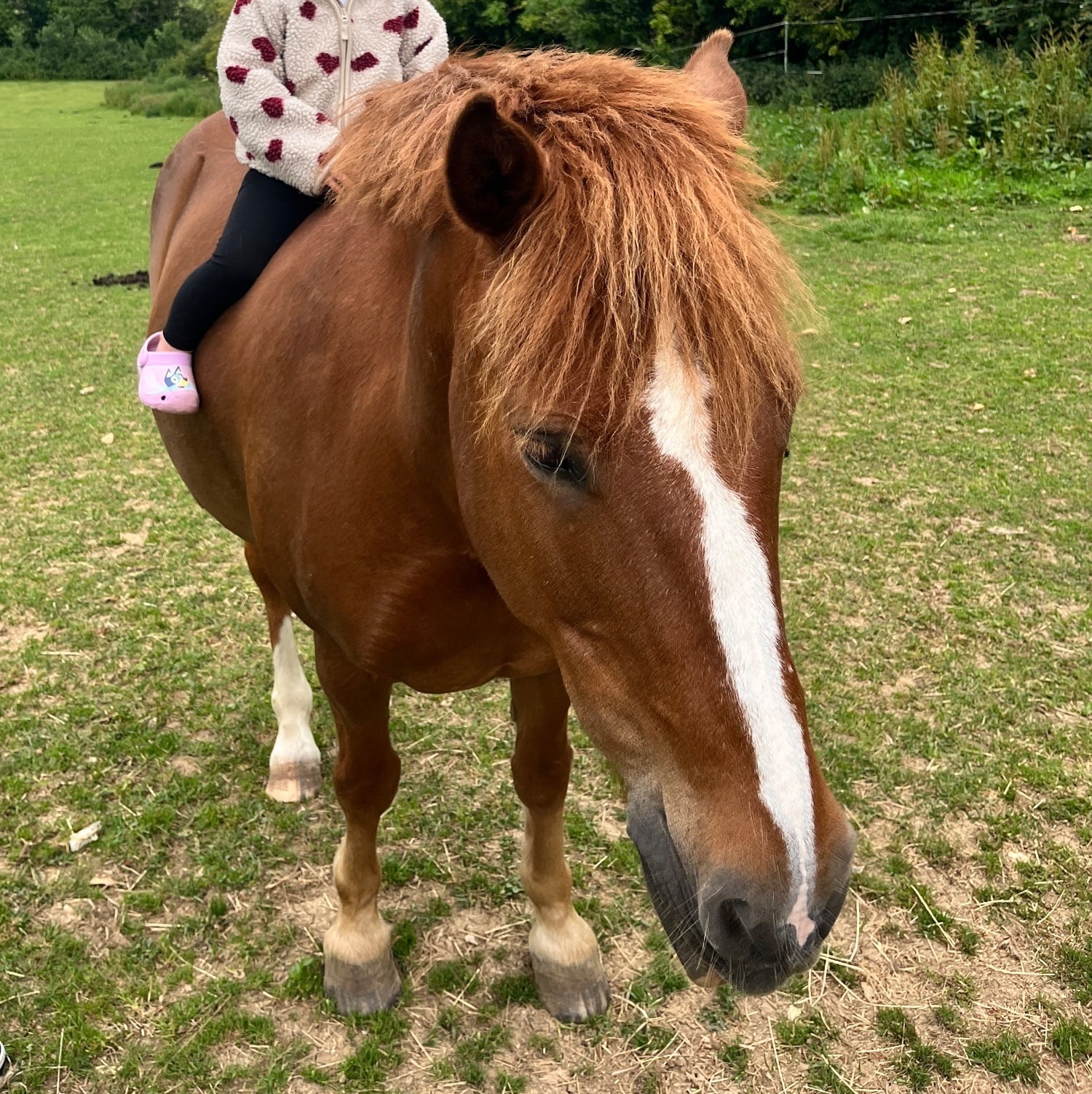 Ramsbury "Basil " Chestnut Gelding Pony Club Pony