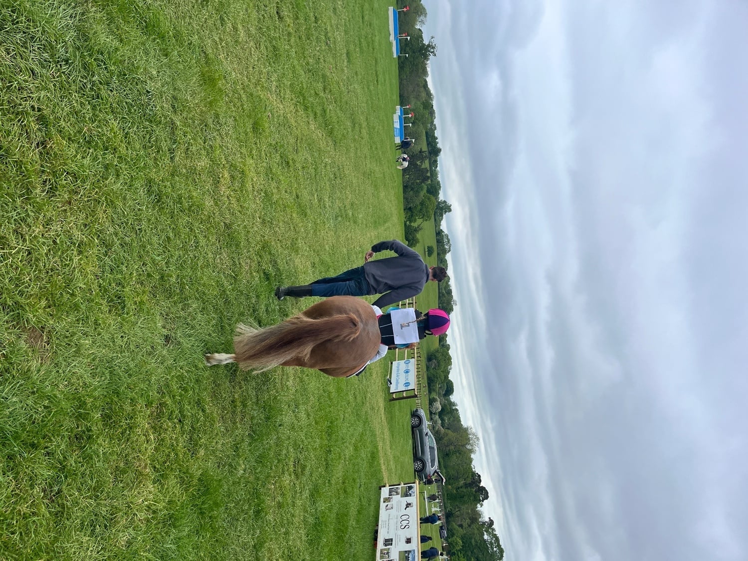 "Basil " Chestnut Gelding Pony Club Pony - Horses in Ramsbury