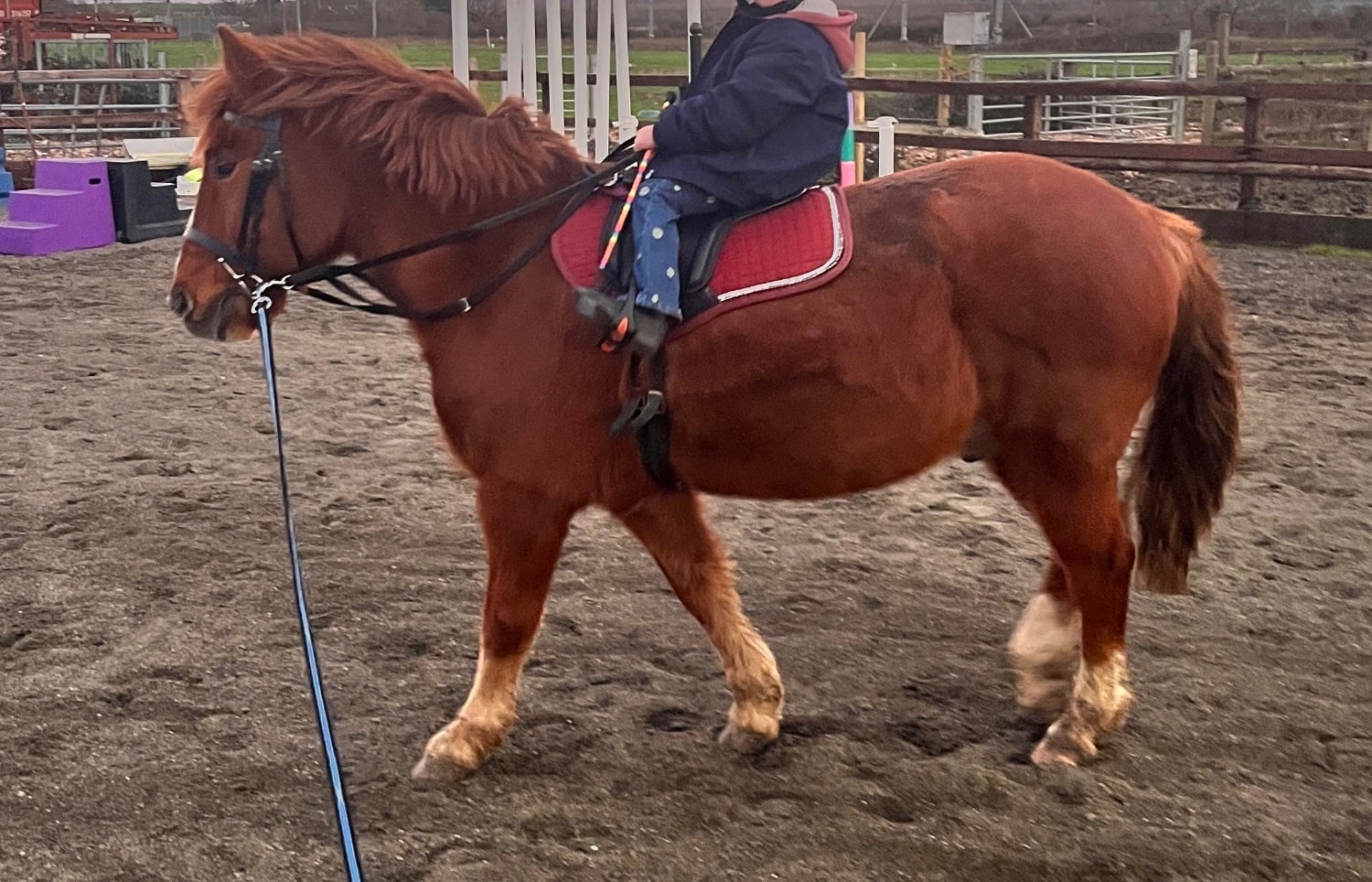 "Basil " Chestnut Gelding Pony Club Pony - Horses