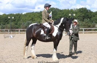 "Nova" Piebald Mare Coloured