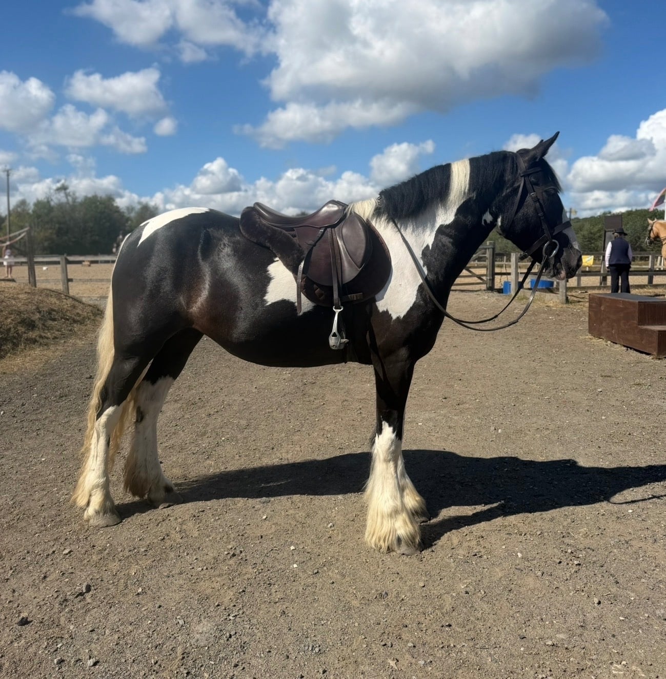 Bridgend "Nova" Piebald Mare Coloured