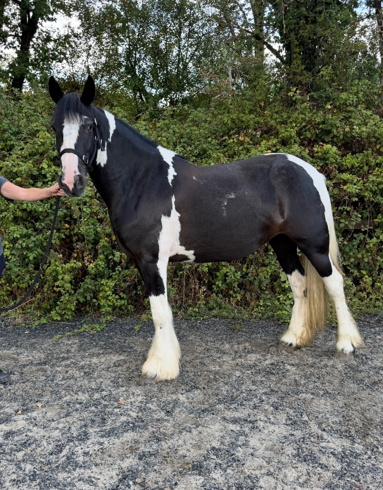 "Nova" Piebald Mare Coloured - Horses in Bridgend