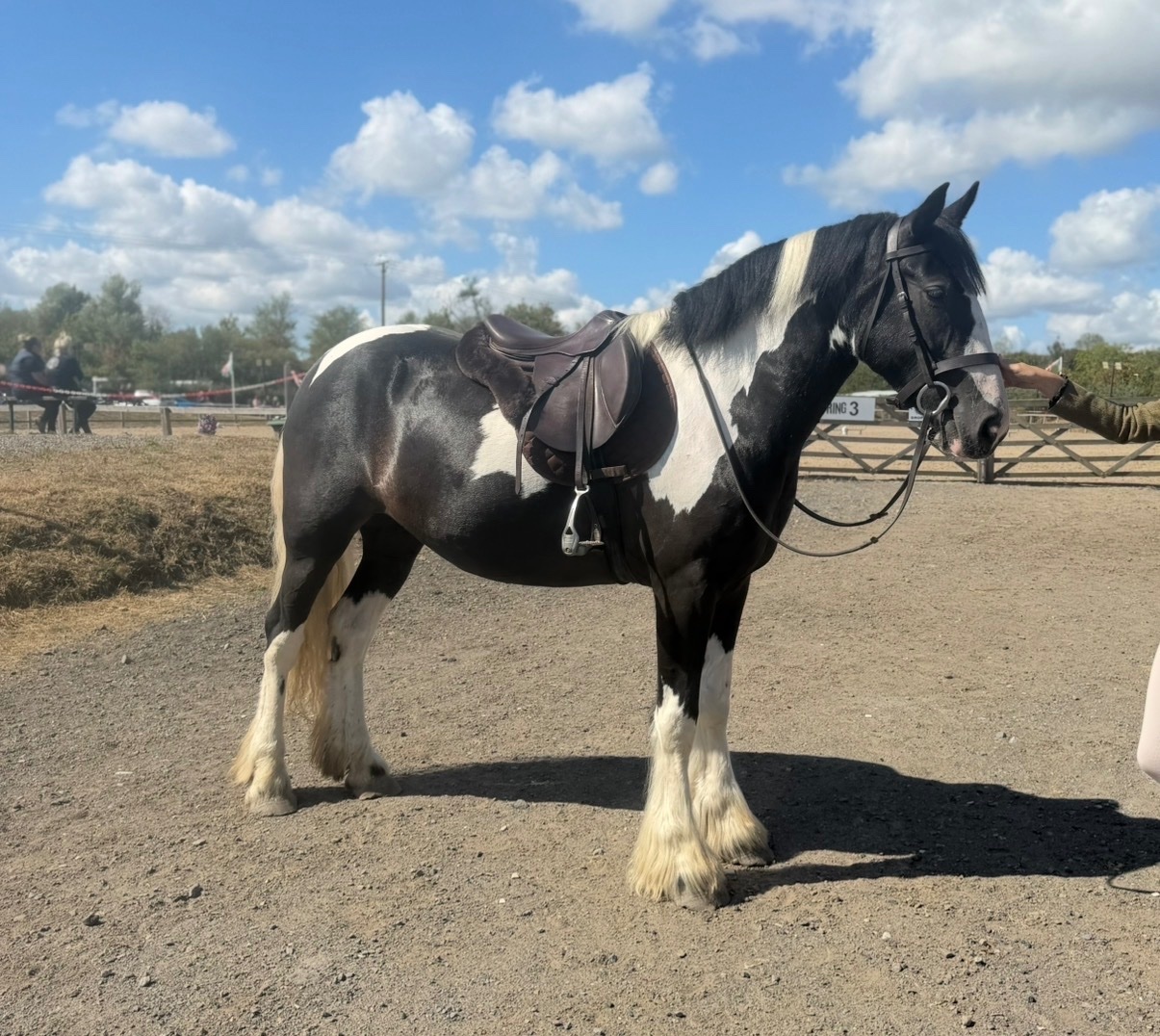 "Nova" Piebald Mare Coloured - Horses
