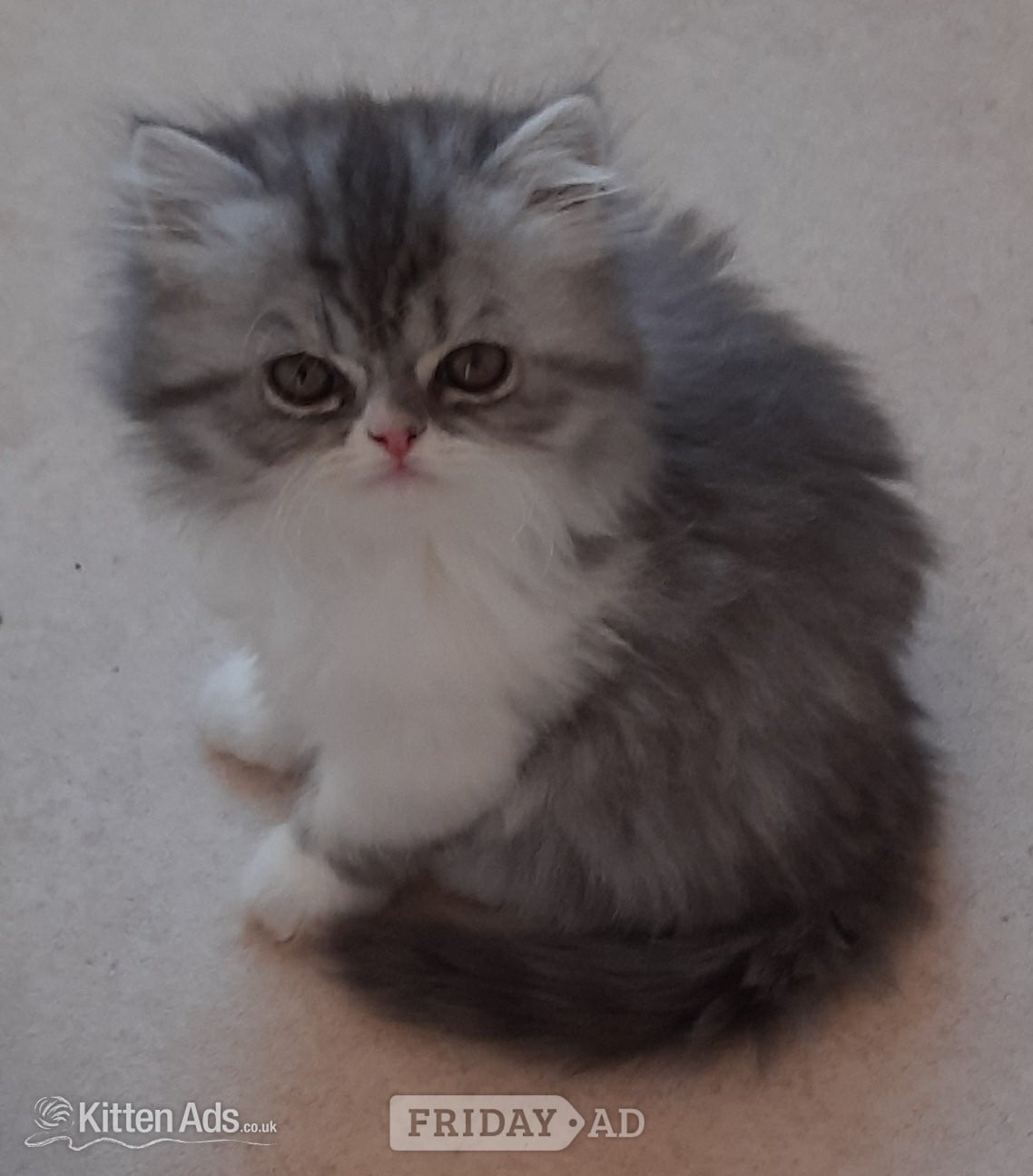 GCCF REGISTERED PERSIAN KITTEN  in Spalding