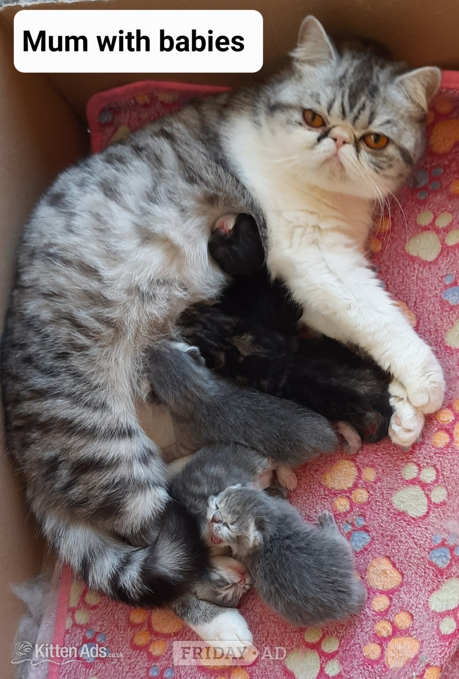 GCCF REGISTERED PERSIAN KITTEN 