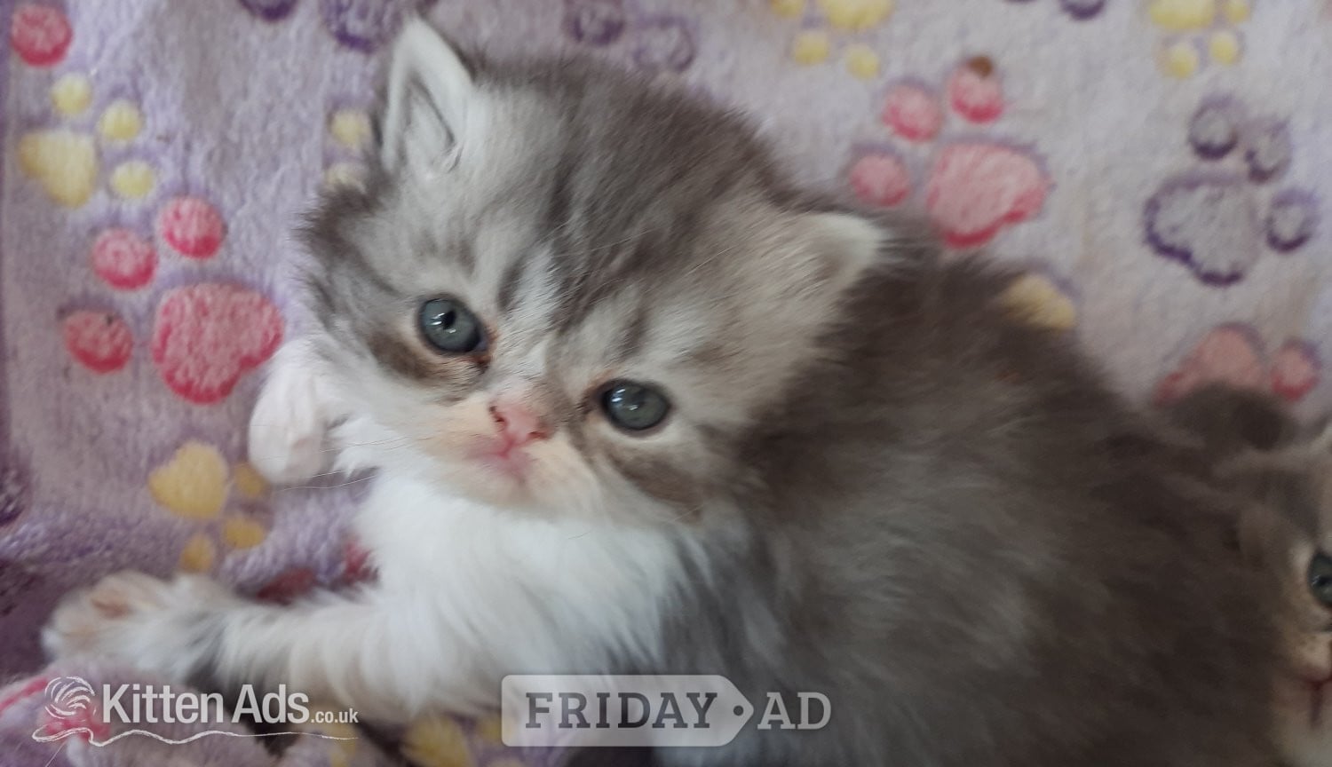 Spalding GCCF REGISTERED PERSIAN KITTEN 