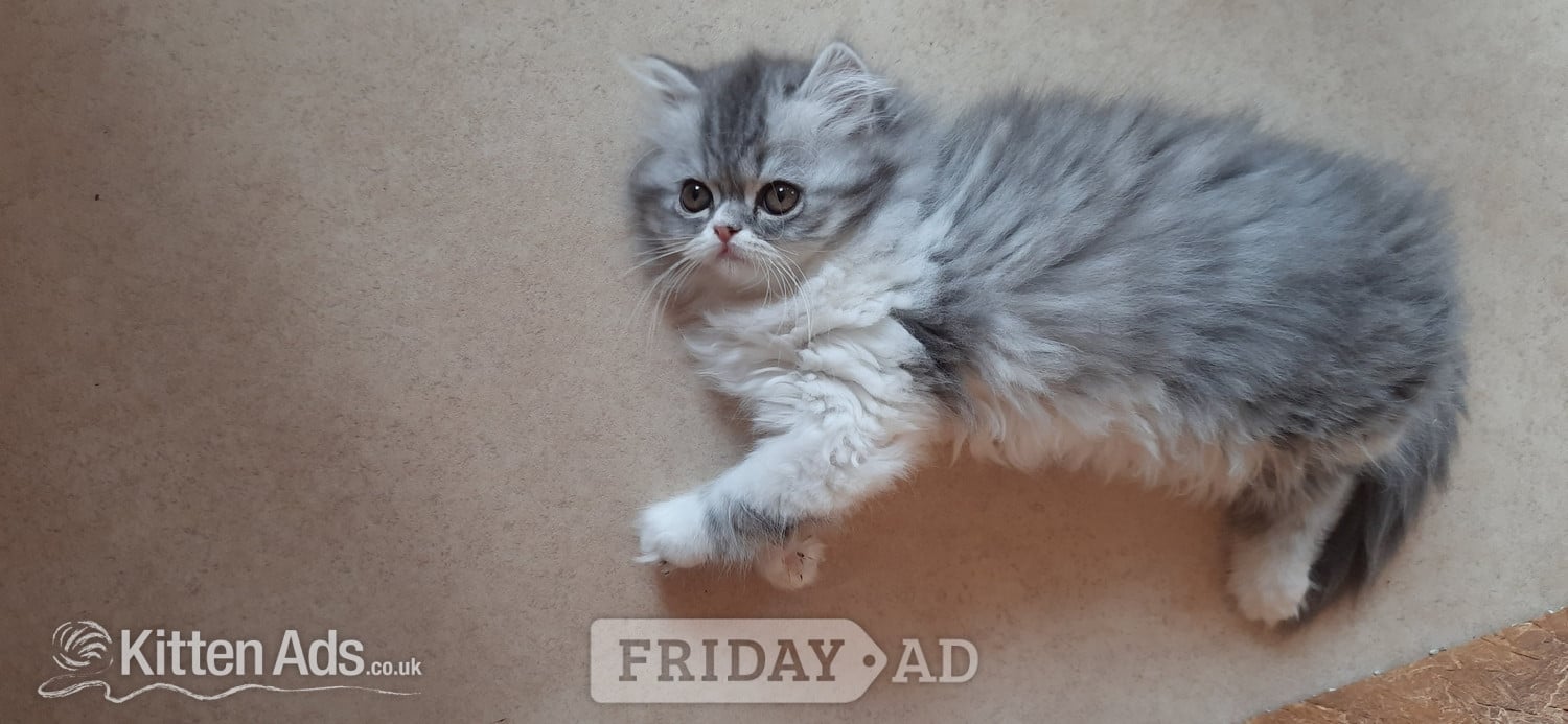 GCCF REGISTERED PERSIAN KITTEN  - Cats & Kittens in Spalding