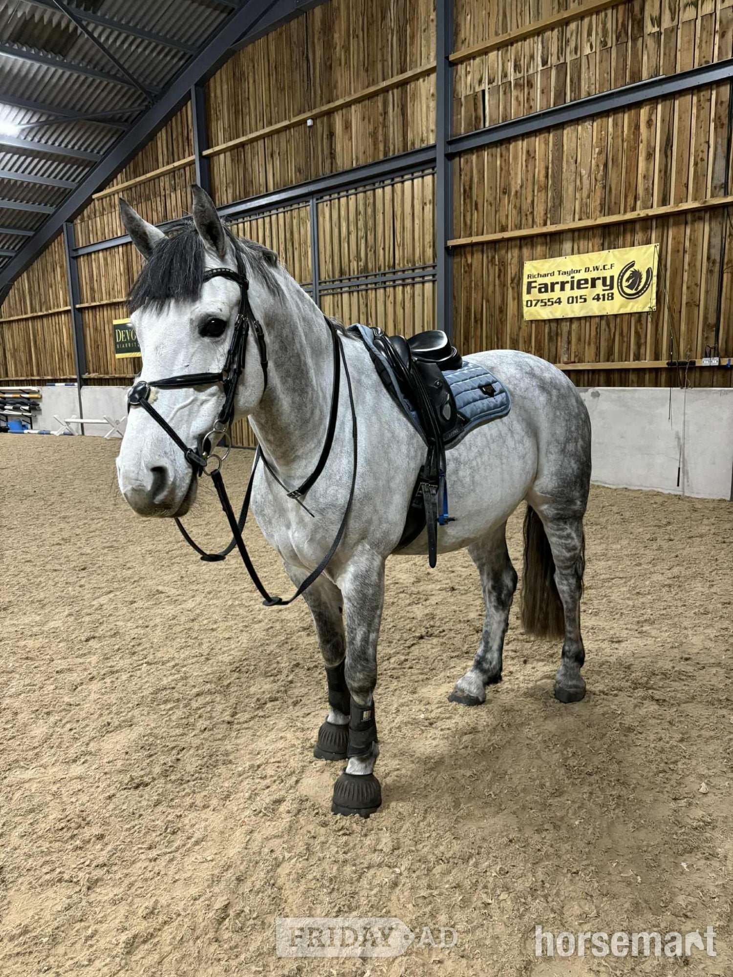 "Manisters Jerry" Grey Gelding Happy Hacker