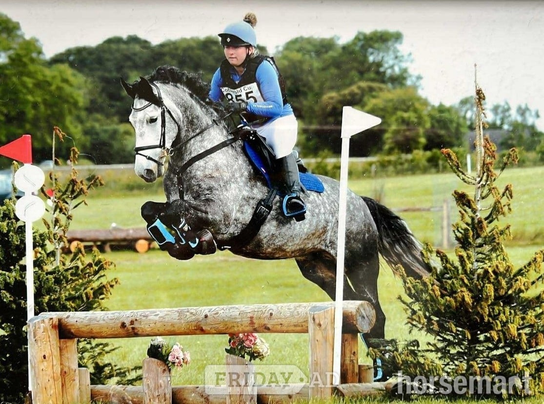 Bathford "Manisters Jerry" Grey Gelding Happy Hacker