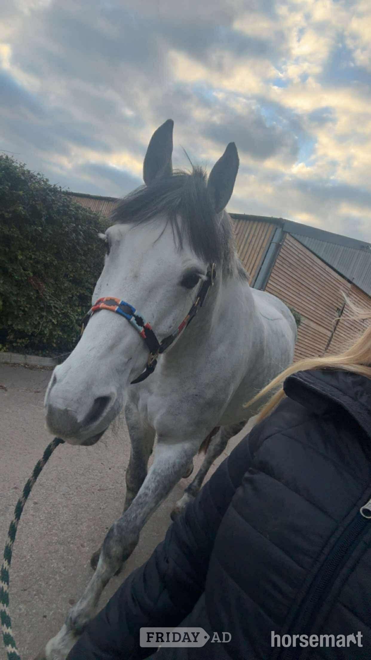 "Manisters Jerry" Grey Gelding Happy Hacker - Horses in Bathford