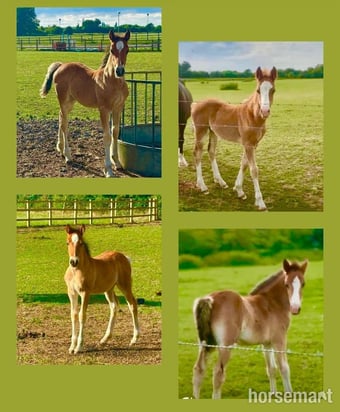 "No Names as yet "  Colt Youngstock / Foal