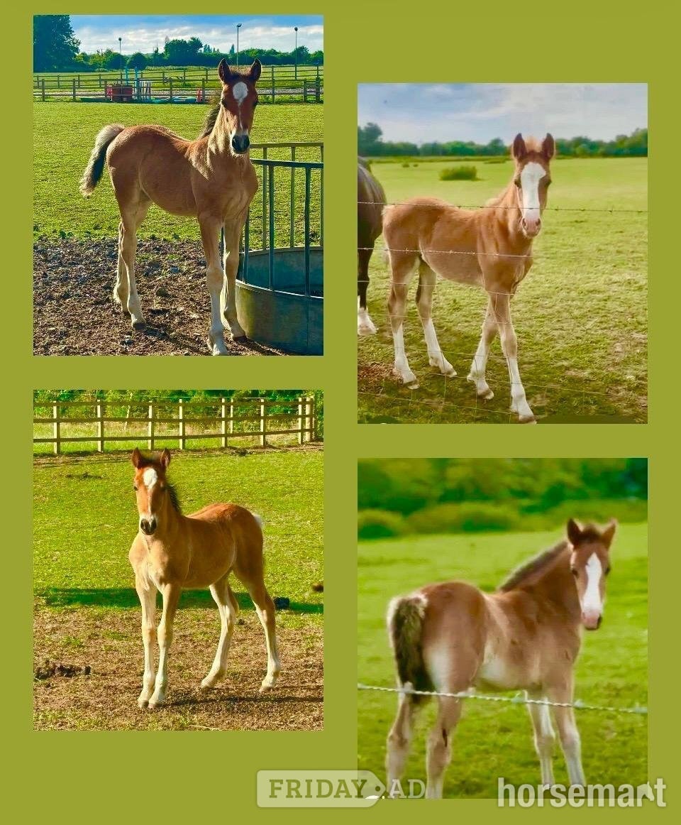 "No Names as yet "  Colt Youngstock / Foal in Maidenhead