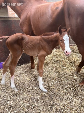 "julius " Chestnut Gelding Youngstock / Foal