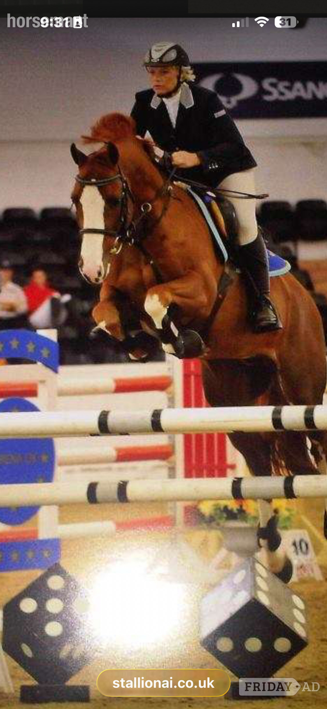 "julius " Chestnut Gelding Youngstock / Foal