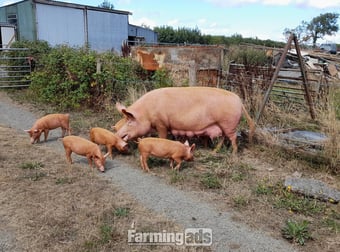 Tamworth weaners for sale